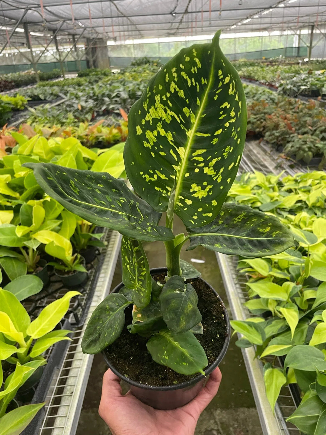 Dieffenbachia 'Reflector'-Indoor Plants-American Plant Supply