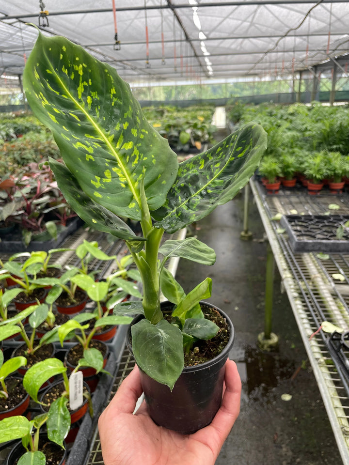 Dieffenbachia 'Reflector'-Indoor Plants-American Plant Supply