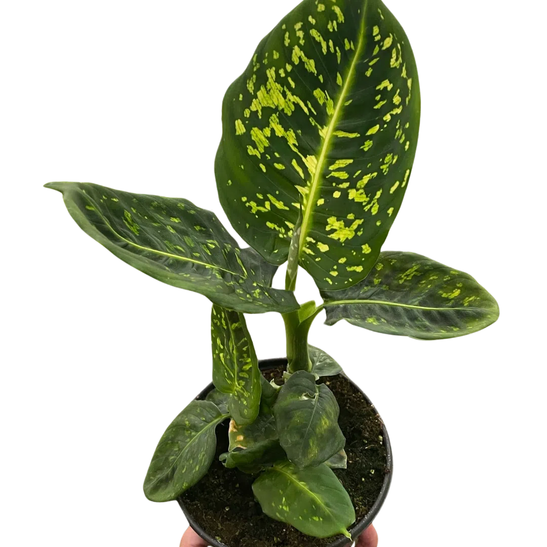 Dieffenbachia 'Reflector'-Indoor Plants-American Plant Supply