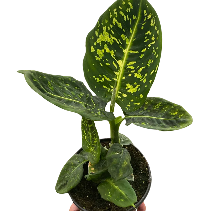 Dieffenbachia 'Reflector'-Indoor Plants-American Plant Supply