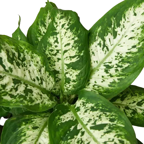 Dieffenbachia 'Tropic Snow'-Indoor Plants-American Plant Supply