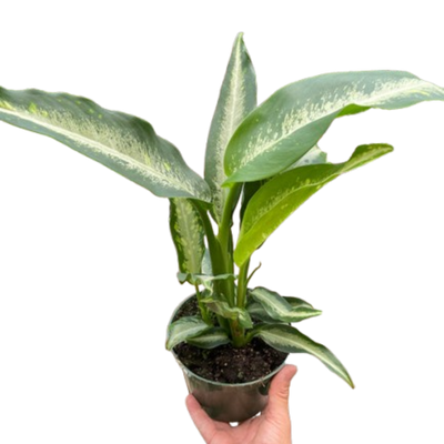 Dieffenbachia Panther