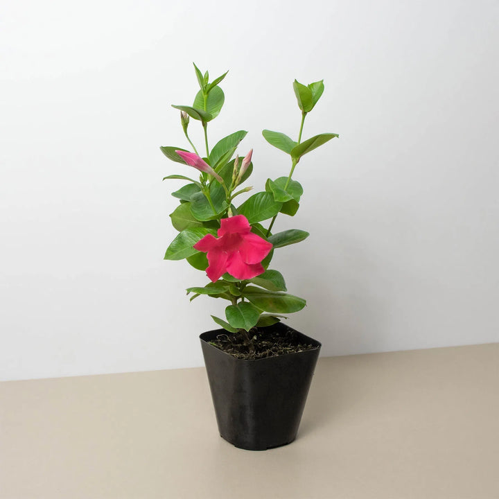 Dipladenia Premier Hot Pink-American Plant Supply