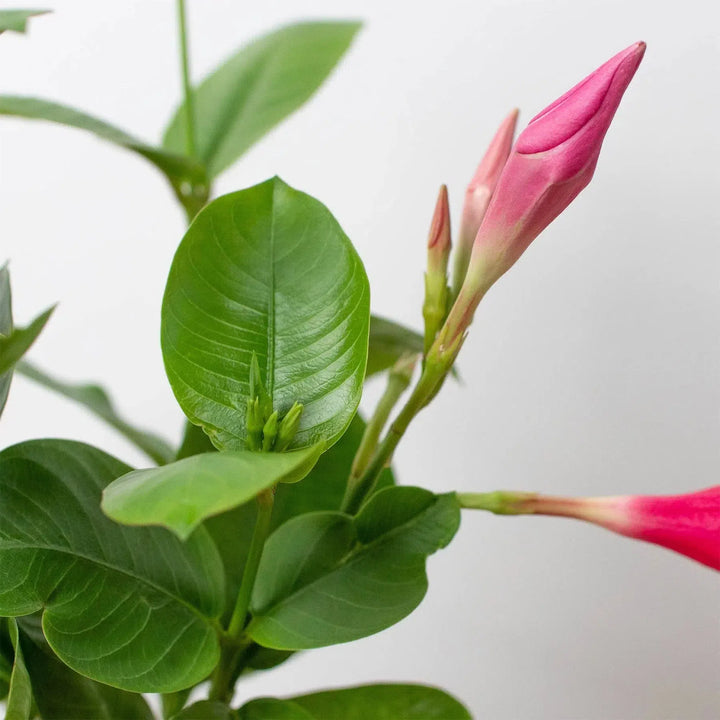 Dipladenia Premier Hot Pink-American Plant Supply