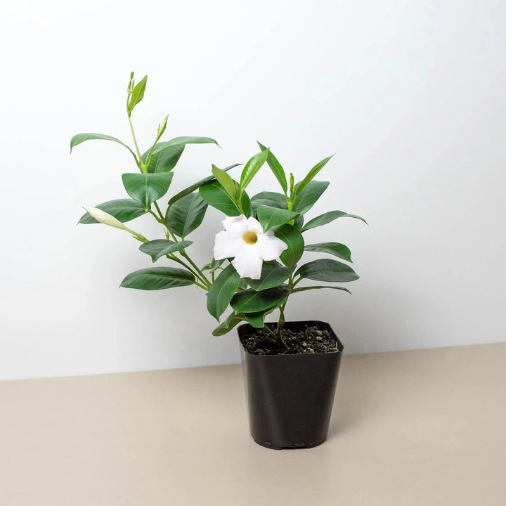 Dipladenia Premier Hot Pink-American Plant Supply