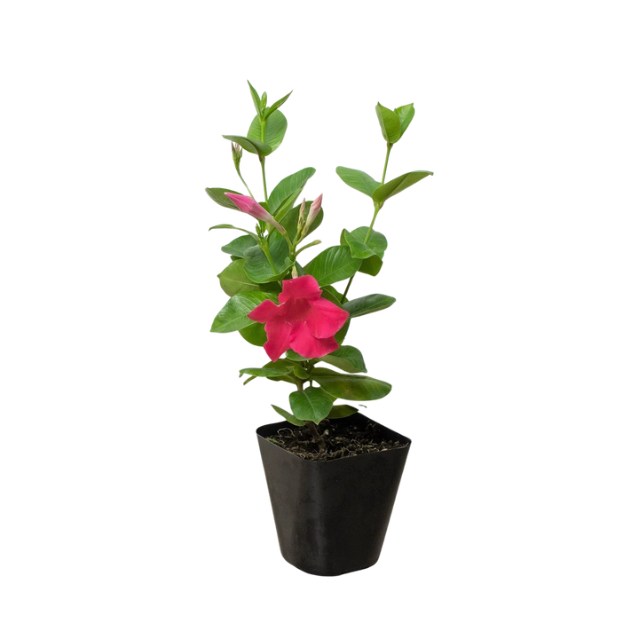 Dipladenia Premier Hot Pink-American Plant Supply