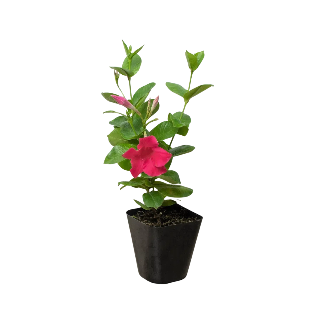 Dipladenia Premier Hot Pink-American Plant Supply