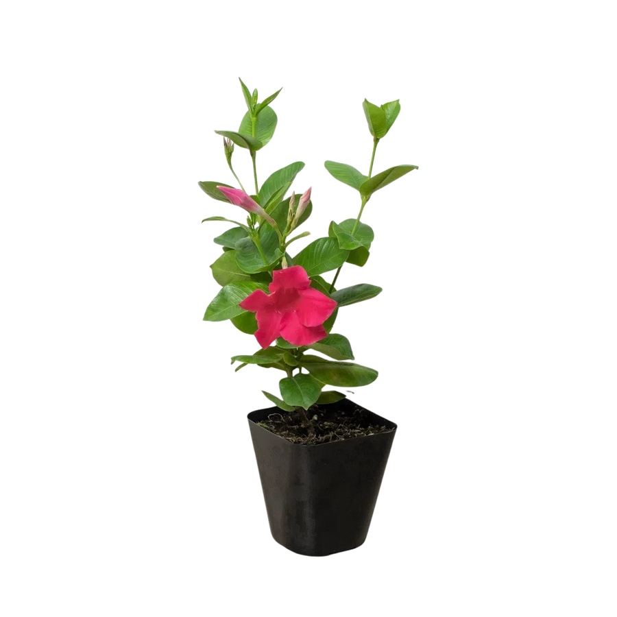 Dipladenia Premier Hot Pink-American Plant Supply