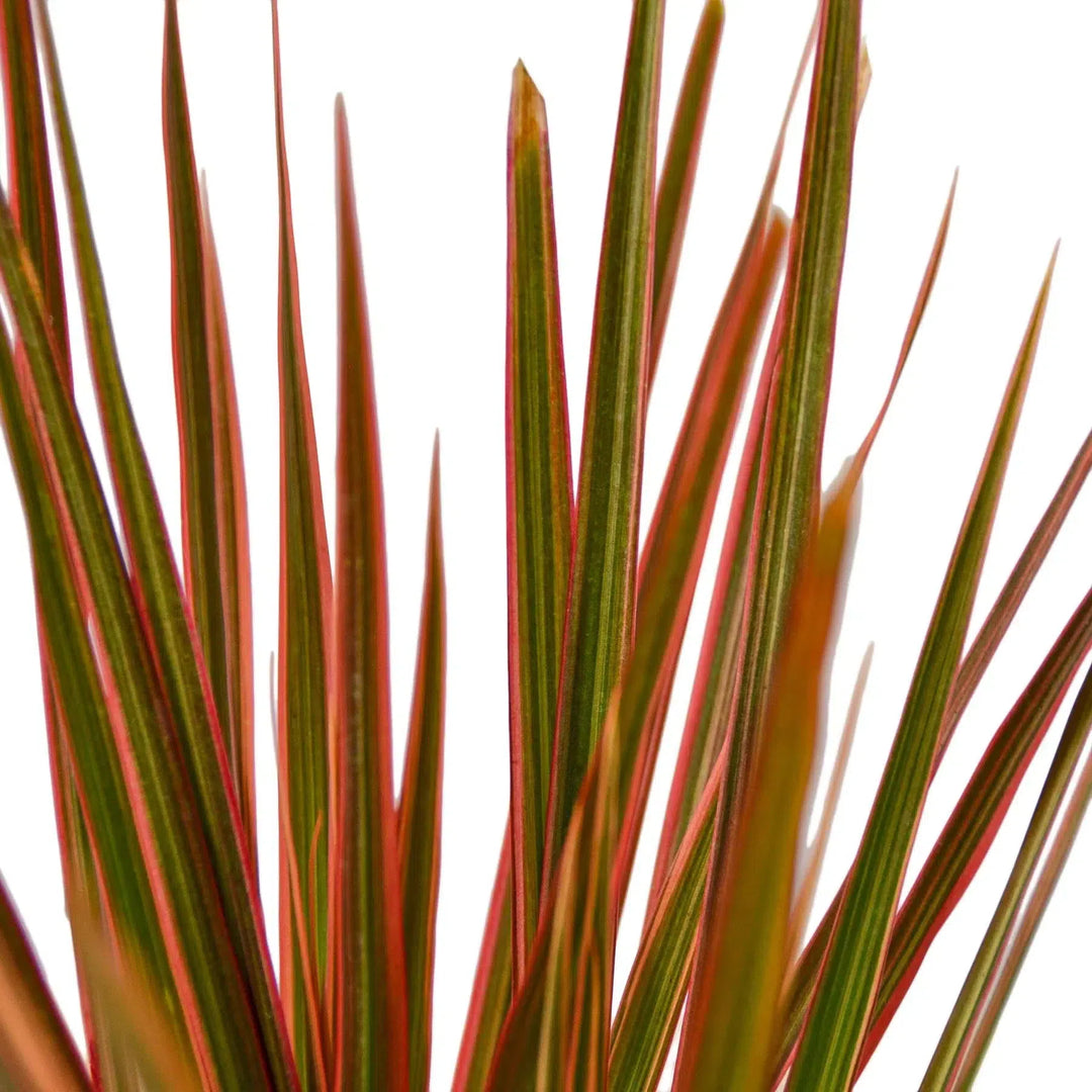 Dracaena 'Colorama'-Default-American Plant Supply