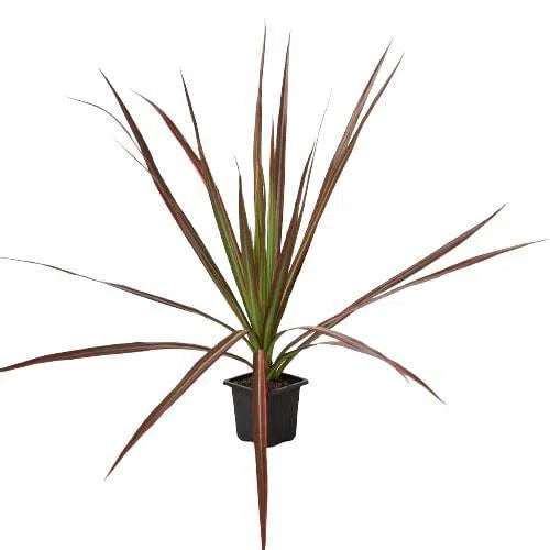 Dracaena 'Colorama'-Default-American Plant Supply