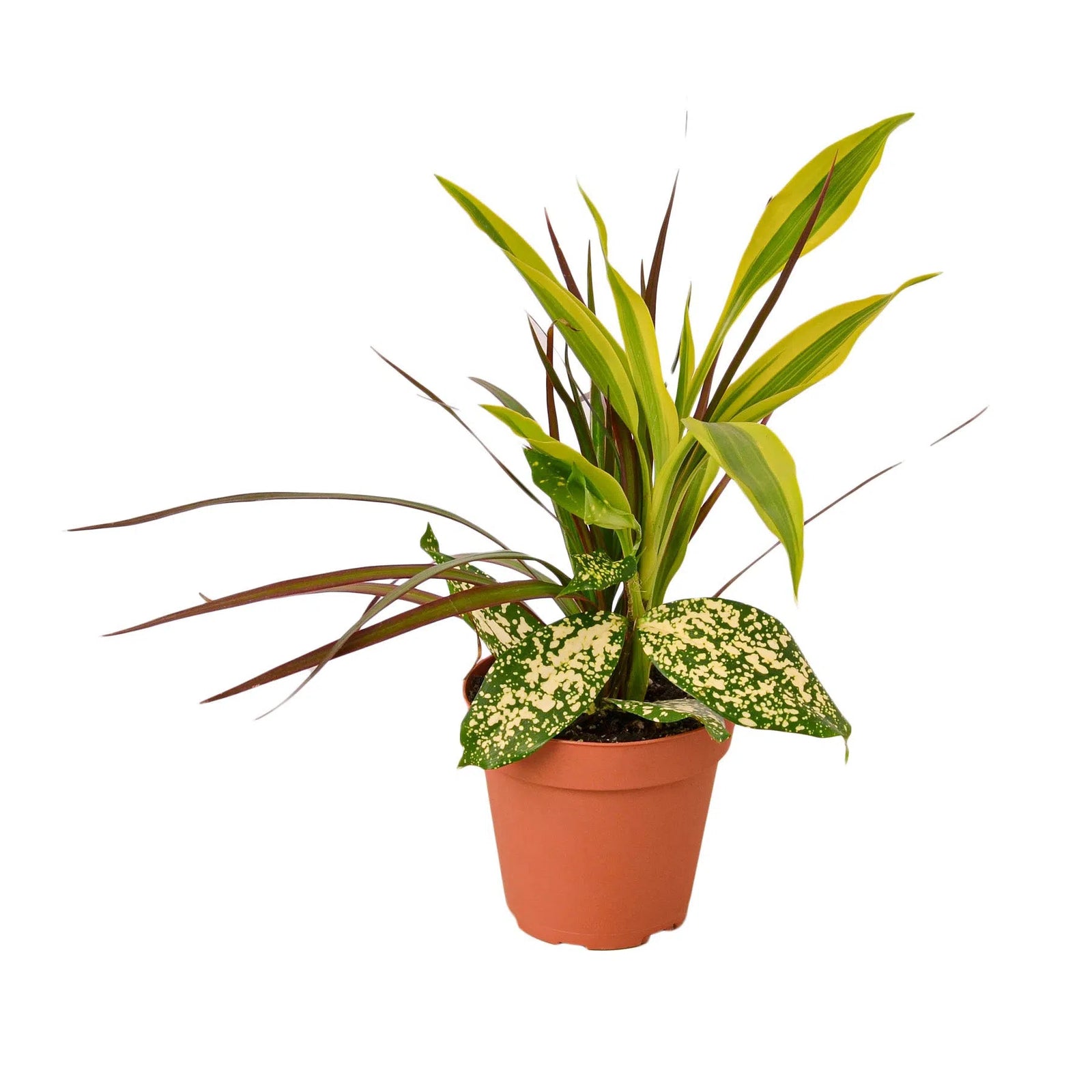 Dracaena 'Combo'-Indoor Plants-American Plant Supply