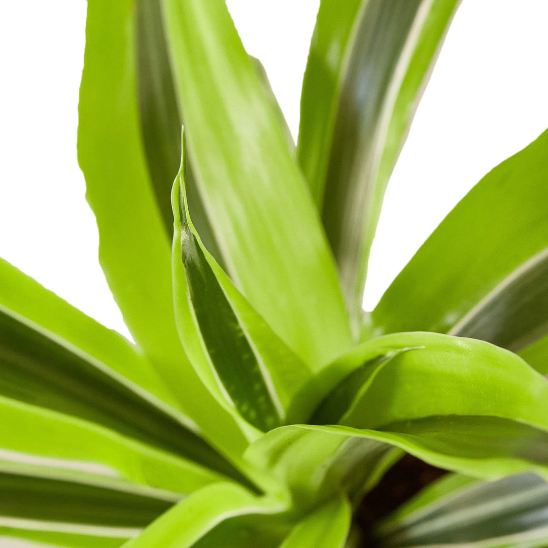 Dracaena Deremensis 'Lemon Lime'-Indoor Plants-American Plant Supply