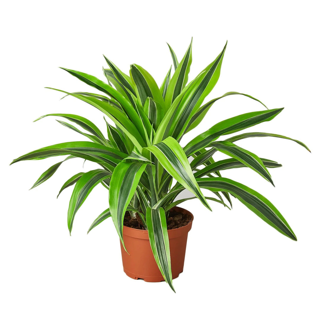 Dracaena Deremensis 'Lemon Lime'-Indoor Plants-American Plant Supply