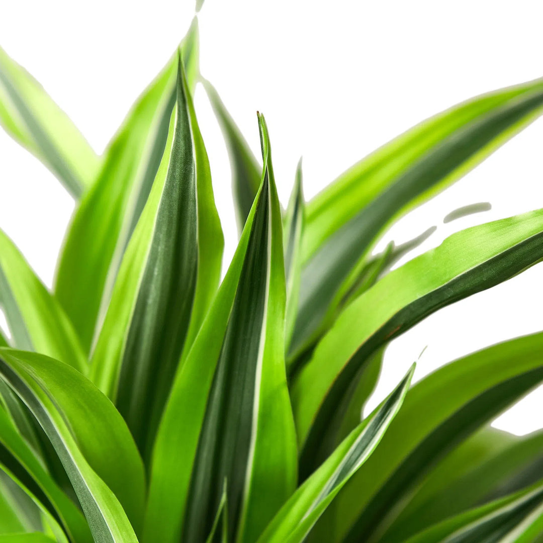 Dracaena Deremensis 'Lemon Lime'-Indoor Plants-American Plant Supply