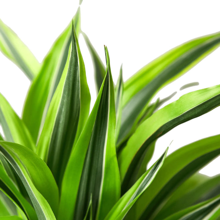 Dracaena Deremensis 'Lemon Lime'-Indoor Plants-American Plant Supply