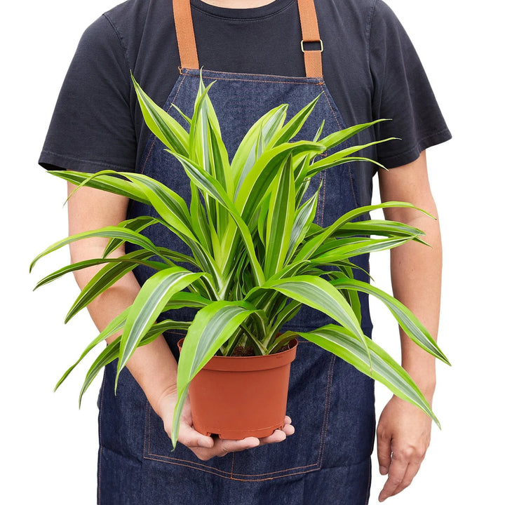 Dracaena Deremensis 'Lemon Lime'-Indoor Plants-American Plant Supply