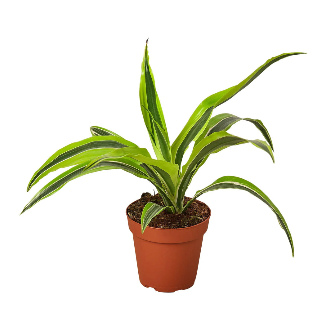 Dracaena Deremensis 'Lemon Lime'-Indoor Plants-American Plant Supply