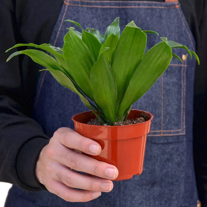 Dracaena 'Janet Craig'-Indoor Plants-American Plant Supply