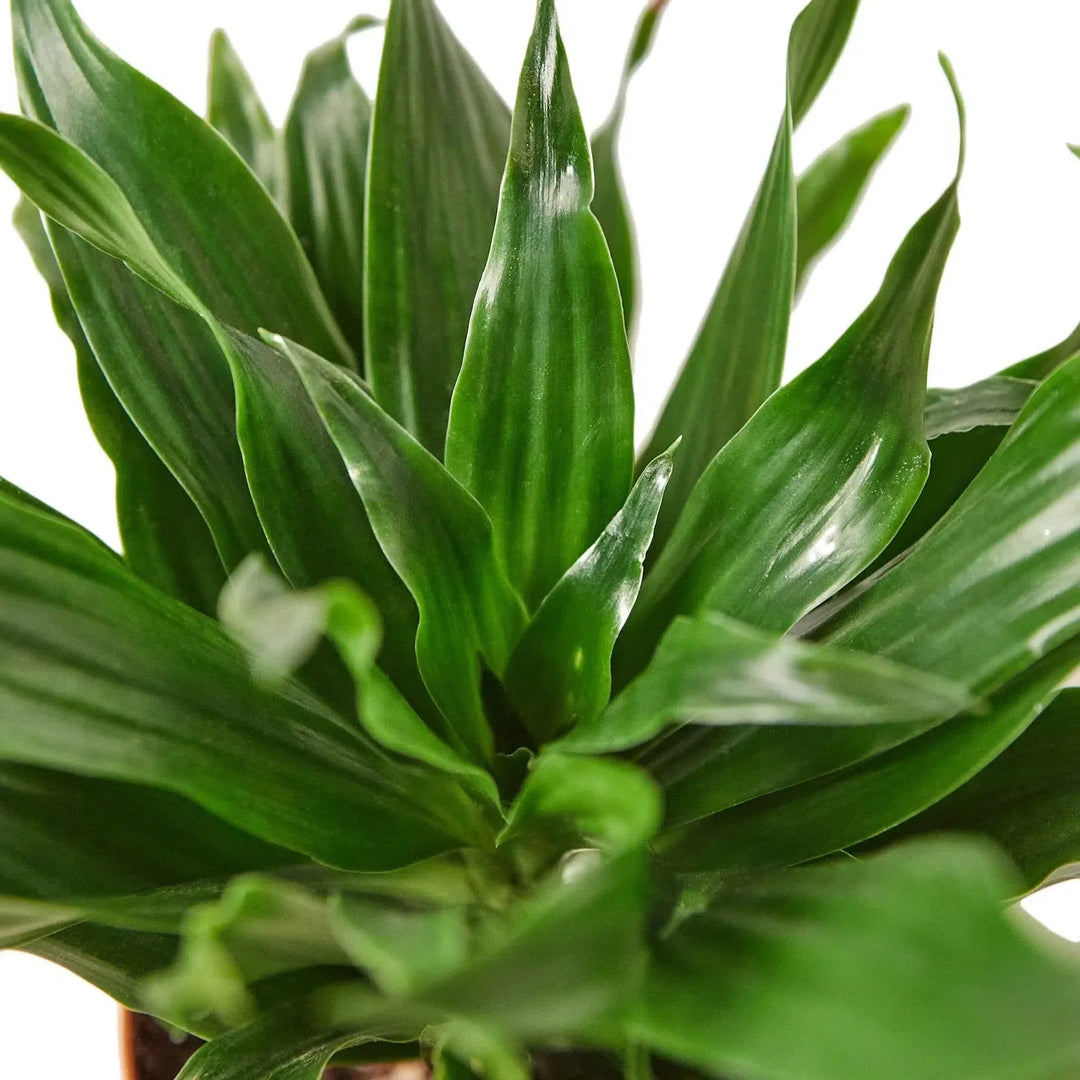 Dracaena 'Janet Craig'-Indoor Plants-American Plant Supply