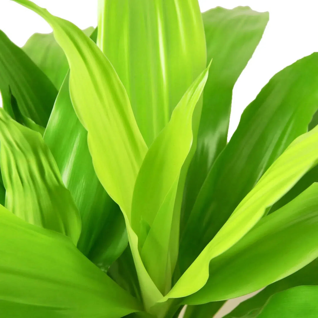 dracaena warneckii limelight The Snobby Leaf | Dracaena 'Lime Light' - 6 inch Pot