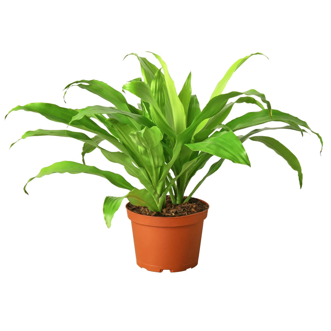 Dracaena 'Lime Light'-Indoor Plants-American Plant Supply