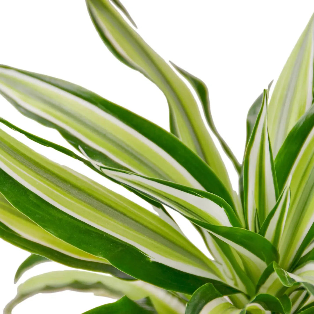 Dracaena 'Malaika'-4" Plant-American Plant Supply