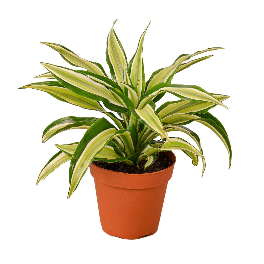 Dracaena 'Malaika'-4" Plant-American Plant Supply
