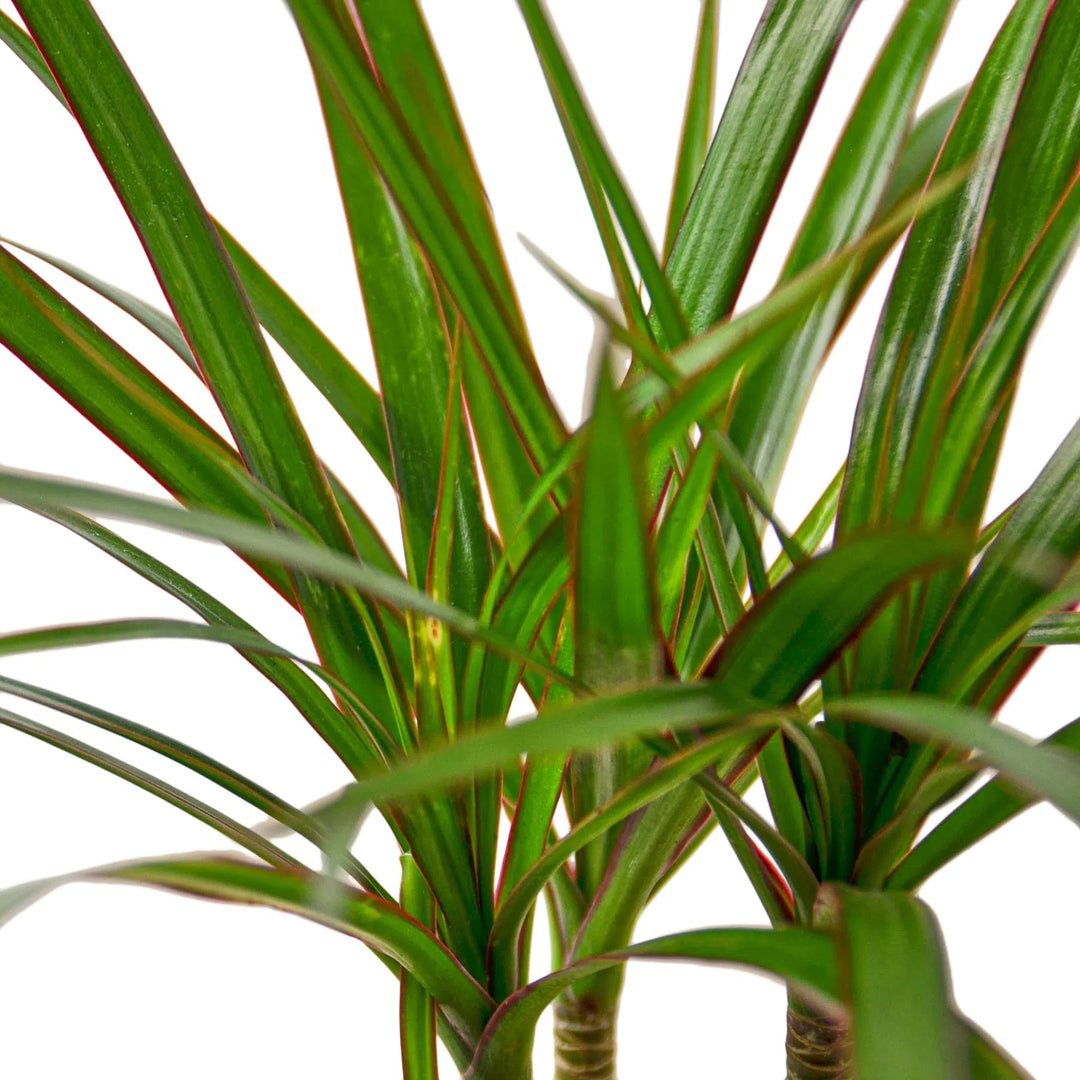 Dracaena Marginata Cane-Indoor Plants-American Plant Supply