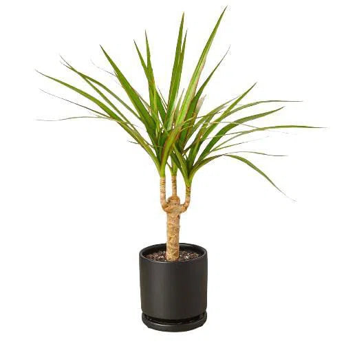 Dracaena Marginata Cane-Indoor Plants-4" Pot-Black Cylinder-American Plant Supply