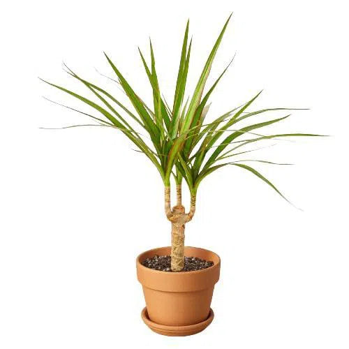 Dracaena Marginata Cane-Indoor Plants-4" Pot-Terra Cotta Standard-American Plant Supply