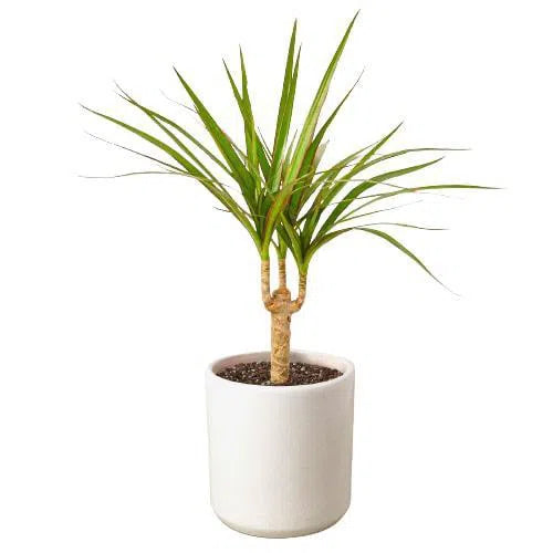 Dracaena Marginata Cane-Indoor Plants-4" Pot-White Cylinder-American Plant Supply