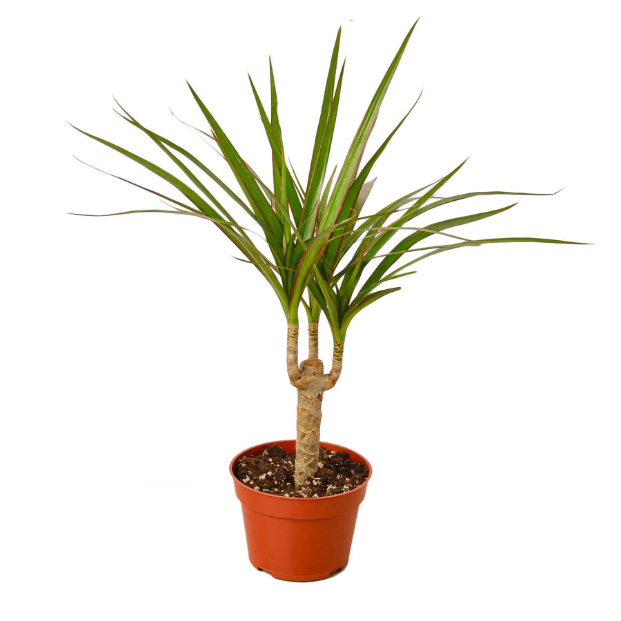 Dracaena Marginata Cane-Indoor Plants-American Plant Supply