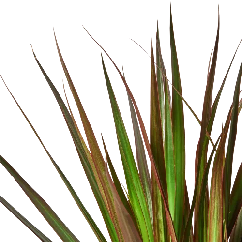 Dracaena 'Marginata Magenta'-American Plant Supply