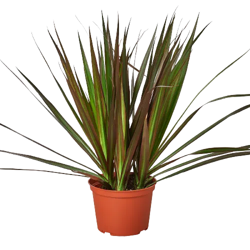 Dracaena 'Marginata Magenta'-American Plant Supply