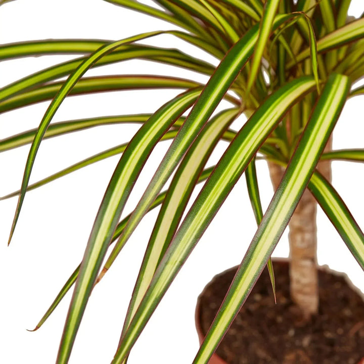 Dracaena Marginata 'Sunshine'-Default-American Plant Supply