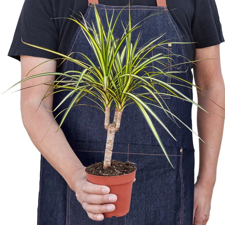 Dracaena Marginata 'Sunshine'-Default-American Plant Supply