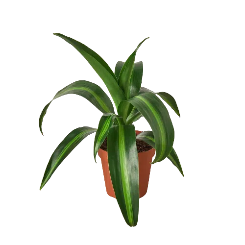 Dracaena 'Massangeana' - 4" Pot-American Plant Supply