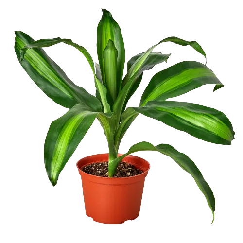 Dracaena Massangeana-6" Plant (1) ($10)-American Plant Supply