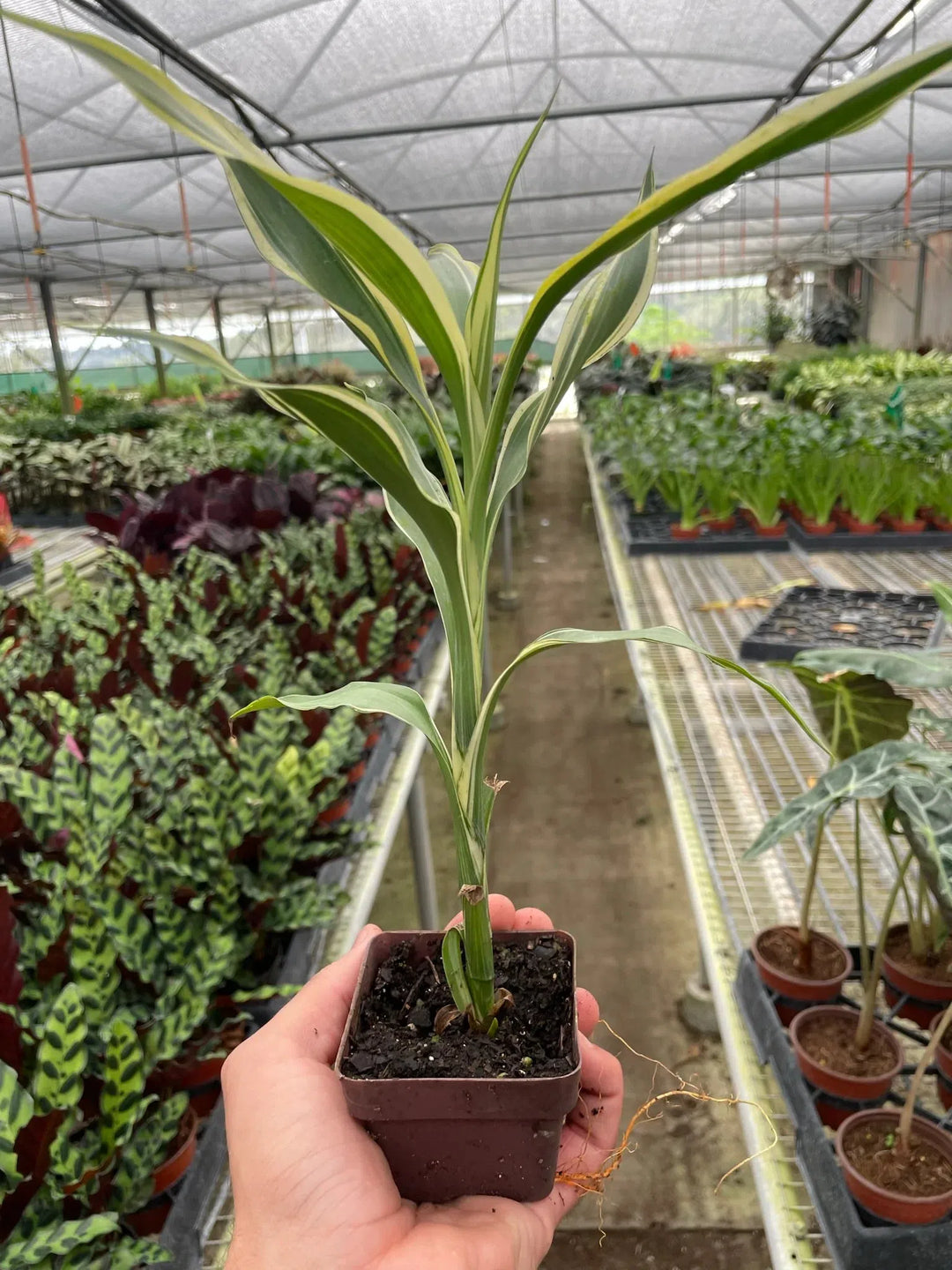 Dracaena 'Sanderiana'-American Plant Supply