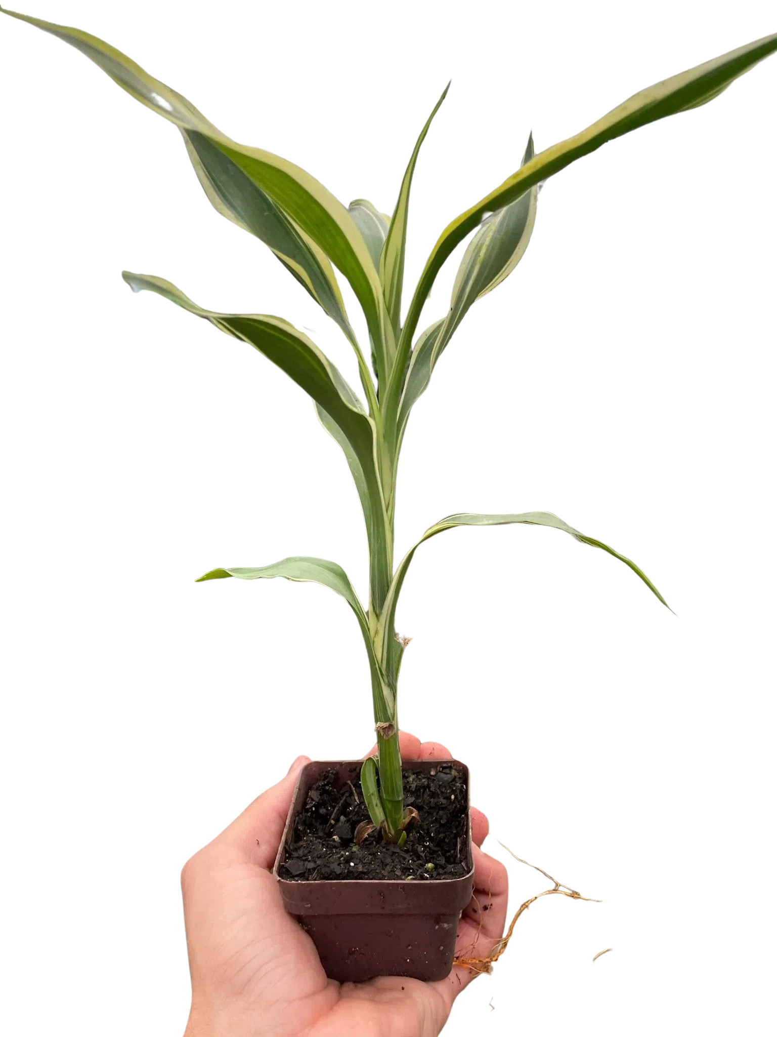 dracaena sanderiana for sale Dracaena 'Sanderiana' exclusive at American Plant Supply
