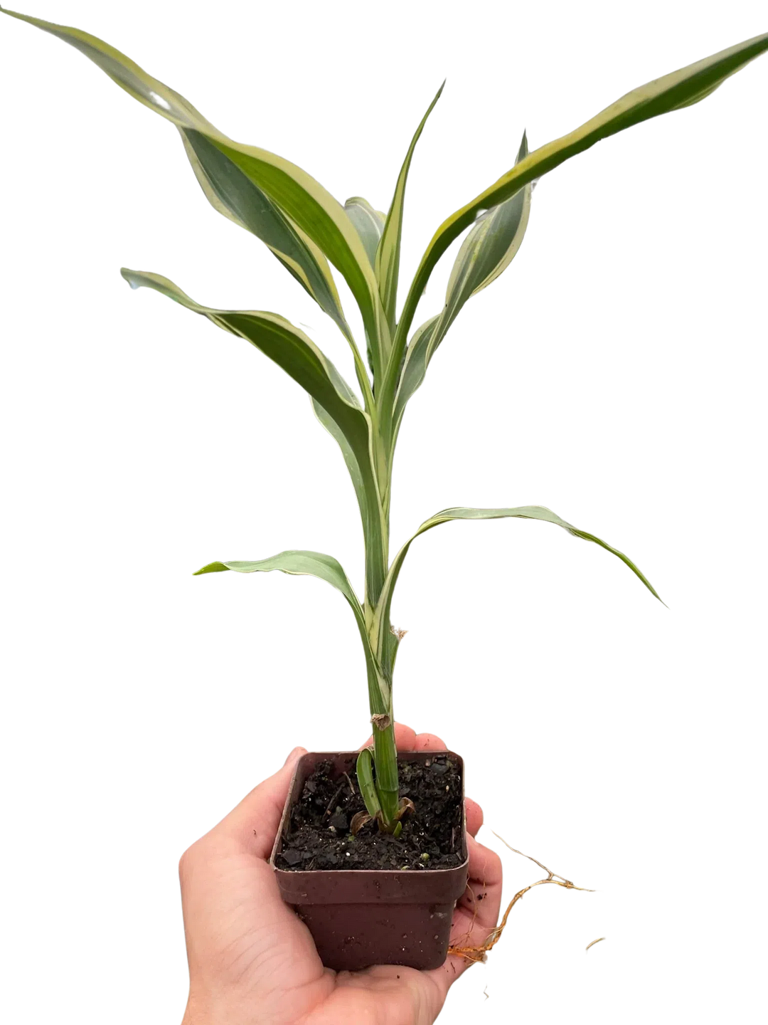 Dracaena 'Sanderiana'-American Plant Supply