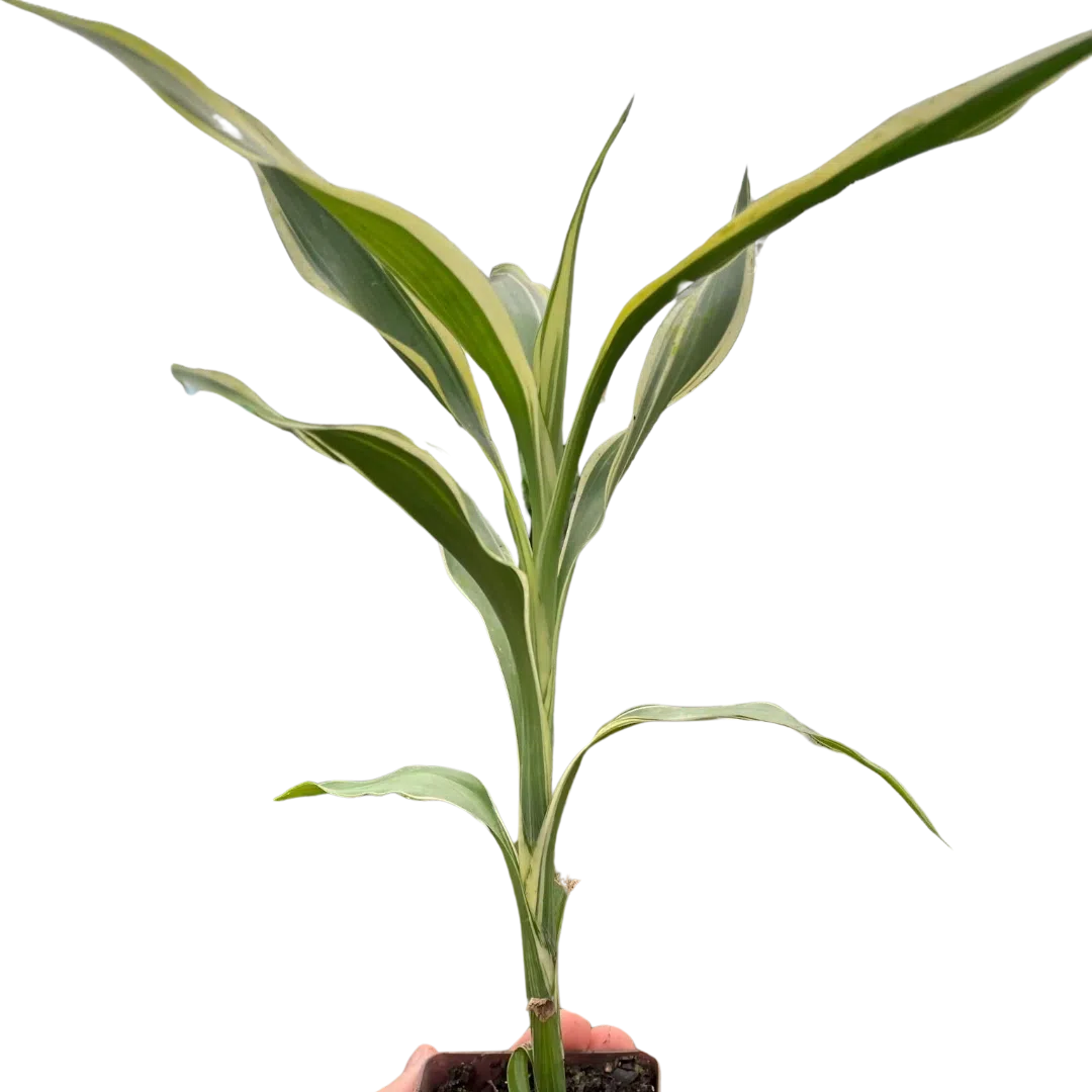 Dracaena 'Sanderiana'-American Plant Supply