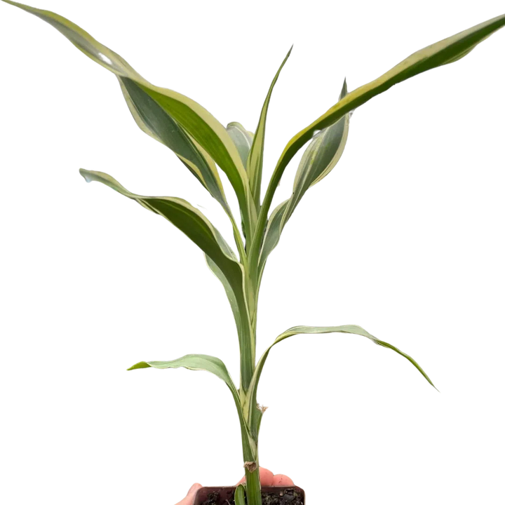 Dracaena 'Sanderiana'-American Plant Supply