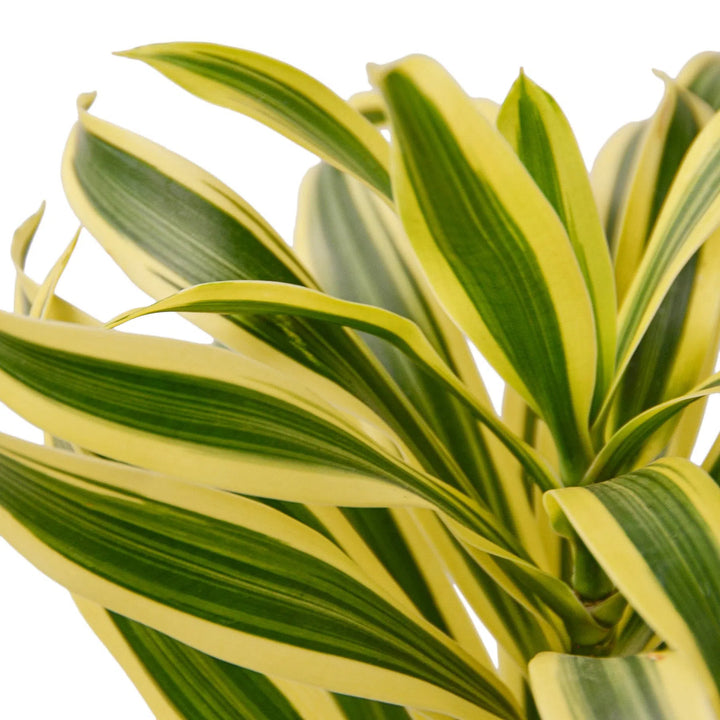 Dracaena 'Song of India'-Indoor Plants-American Plant Supply