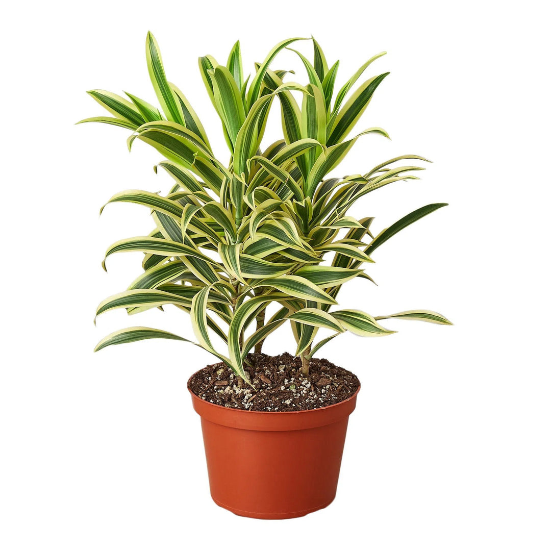 Dracaena 'Song of India'-Indoor Plants-American Plant Supply