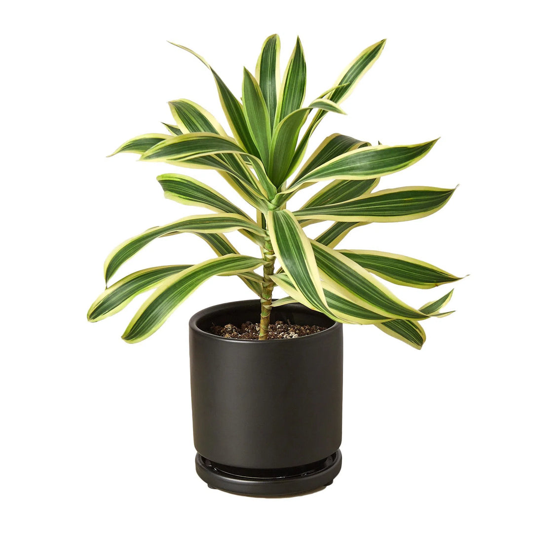 Dracaena 'Song of India'-Indoor Plants-American Plant Supply