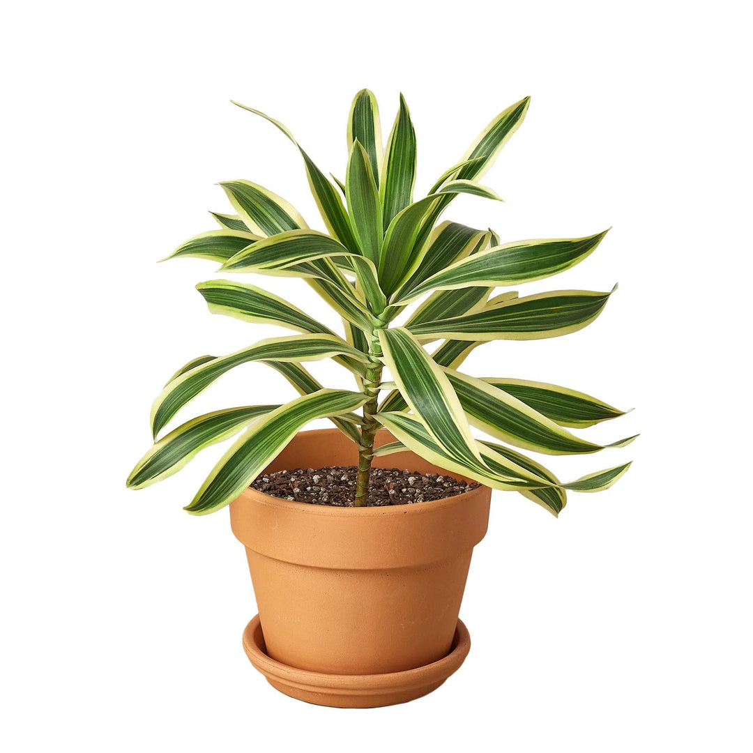 Dracaena 'Song of India'-Indoor Plants-American Plant Supply