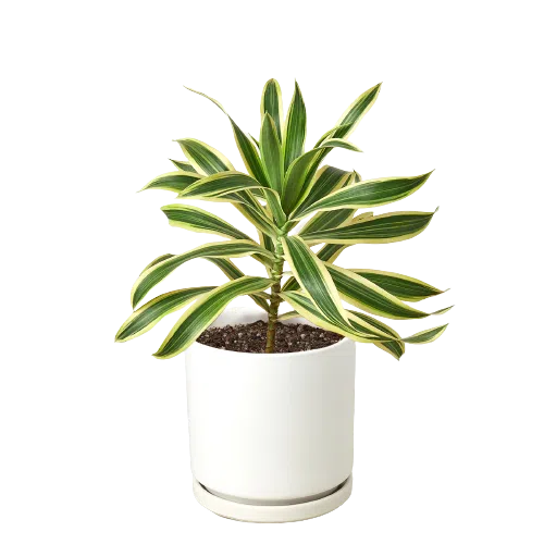 Dracaena 'Song of India'-Indoor Plants-American Plant Supply