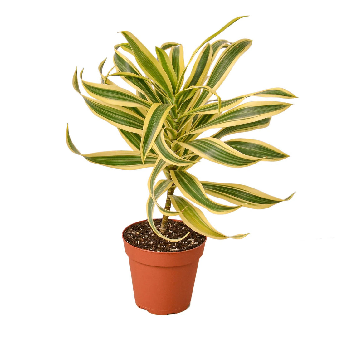 Dracaena 'Song of India'-Indoor Plants-American Plant Supply