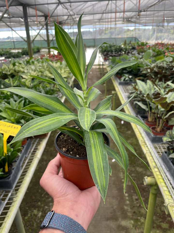 Dracaena 'Song of Jamaica'-6" Plant (1) ($10)-American Plant Supply